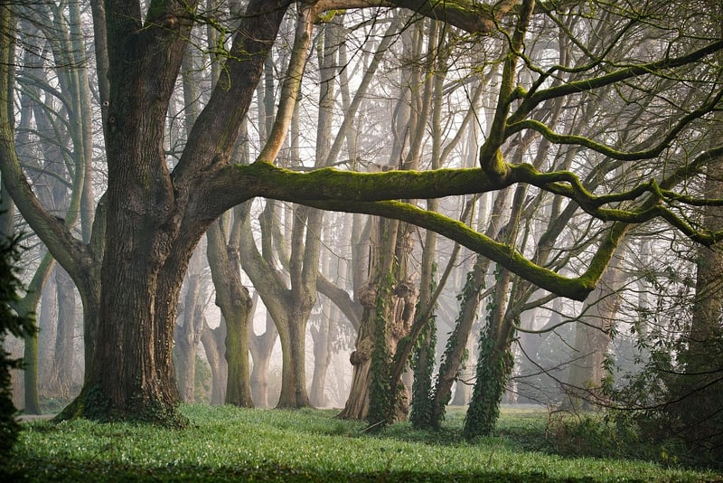 Fairy forests